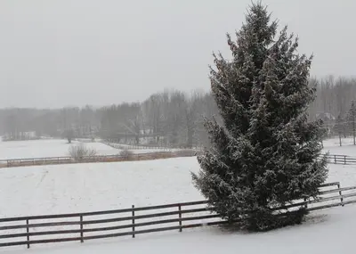 a snow covered field with a christmas tree next to a fence at Home Away from the City Close to Ski Trails in Pleasant Mount