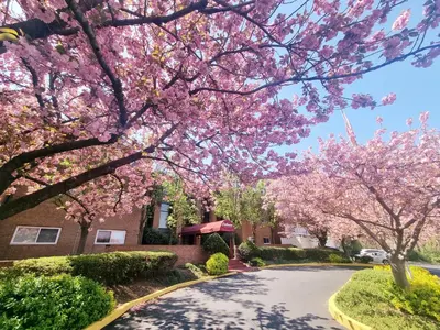 a street with pinkakura trees in front of a house at Spacious 2BR2BA Monthly Discount in Elkins Park